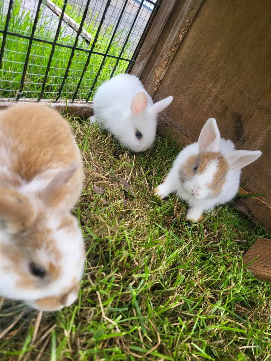 Mini lops - Image 3
