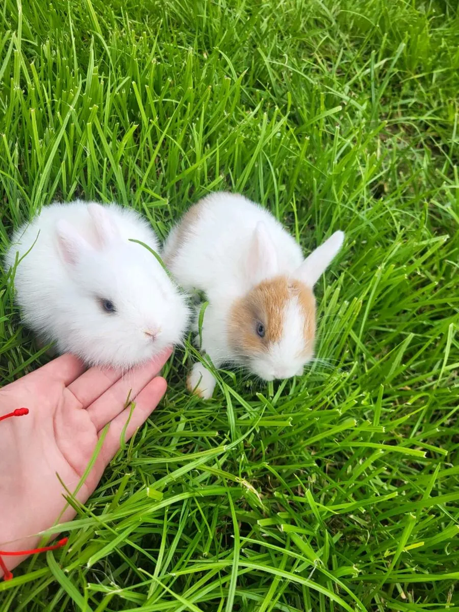Mini lops - Image 1