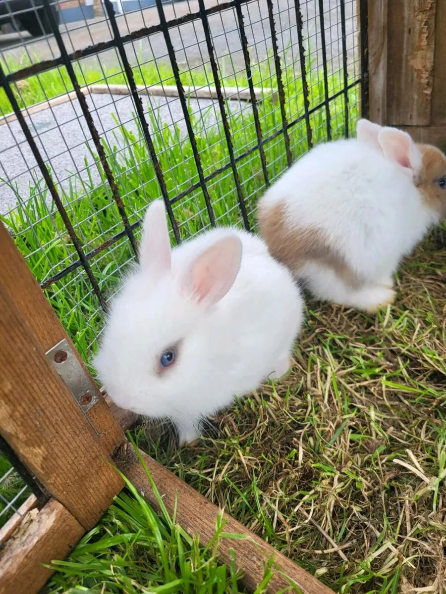 Mini lops - Image 4