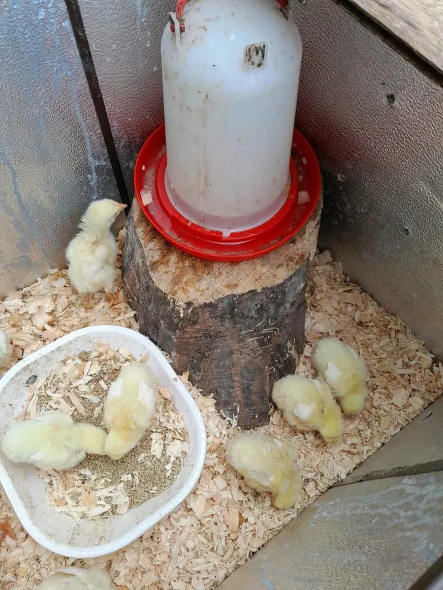 Chickens - Image 1