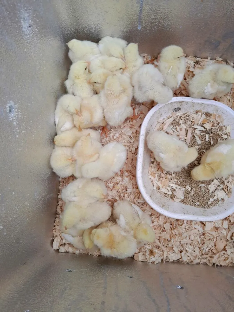 Chickens - Image 2
