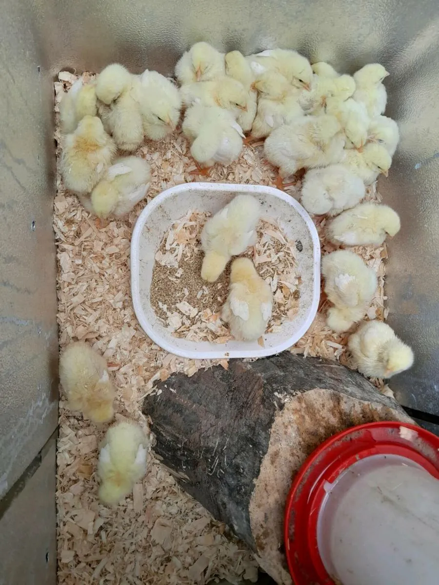 Chickens - Image 3
