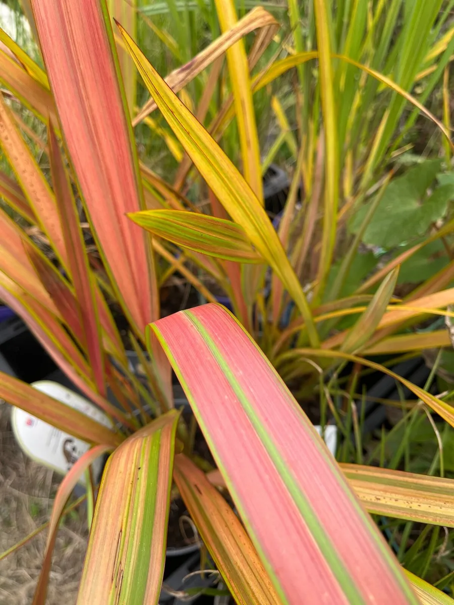 Garden plants