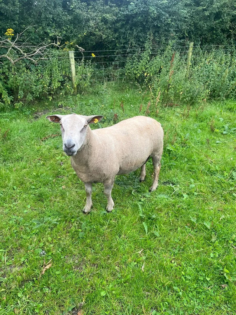 PB Charolais ram - Image 1