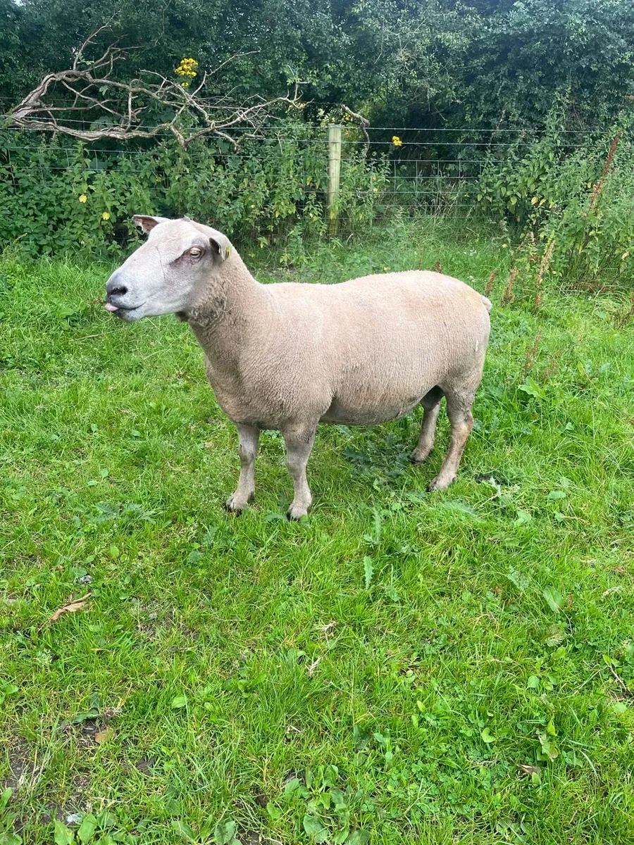 PB Charolais ram - Image 2
