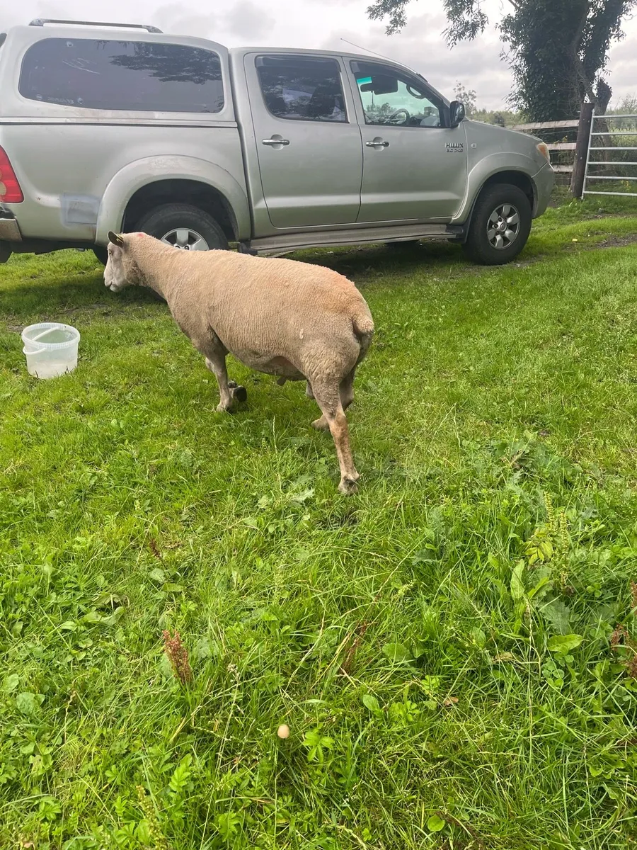 PB Charolais ram - Image 3