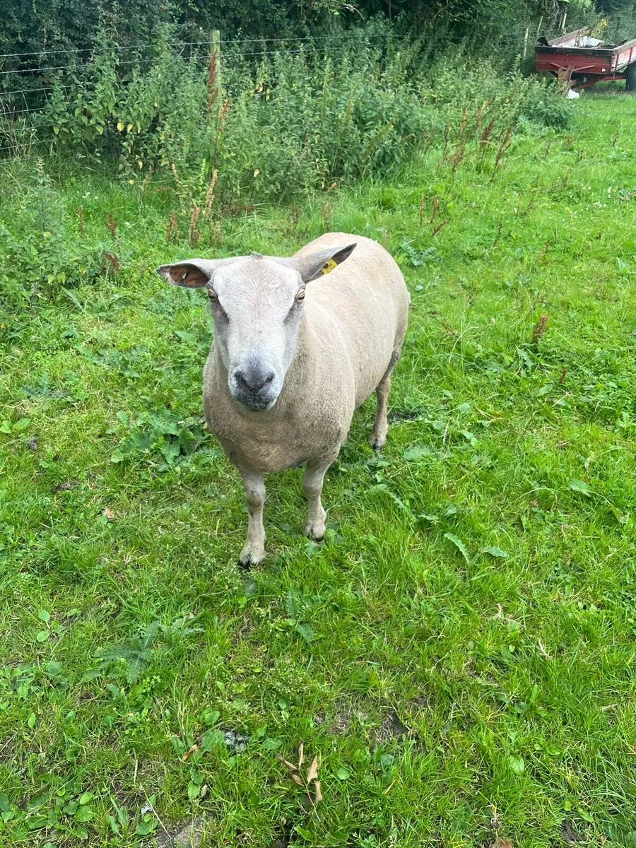 PB Charolais ram - Image 4