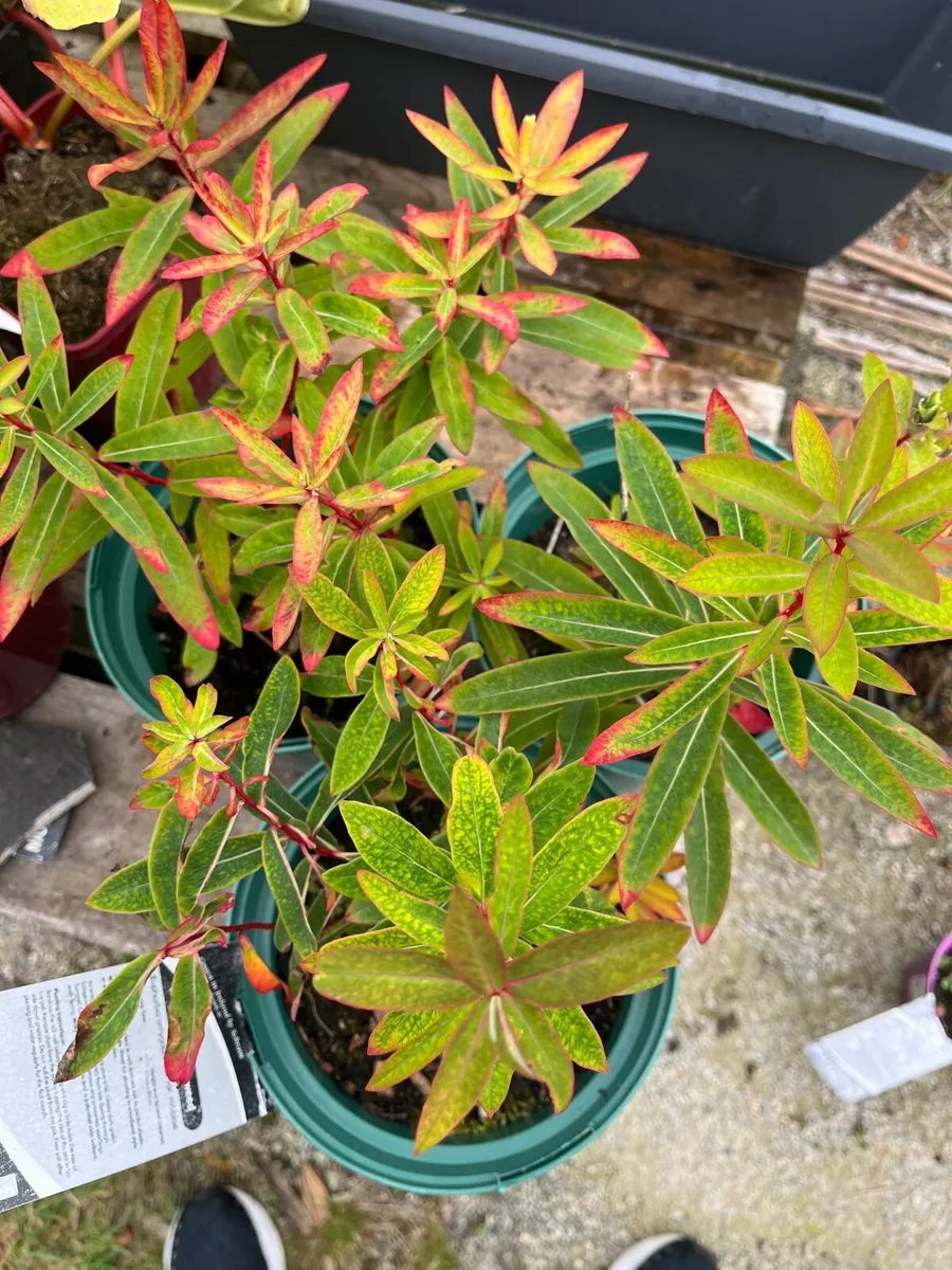Euphorbia griffithii ‘Fireglow’
