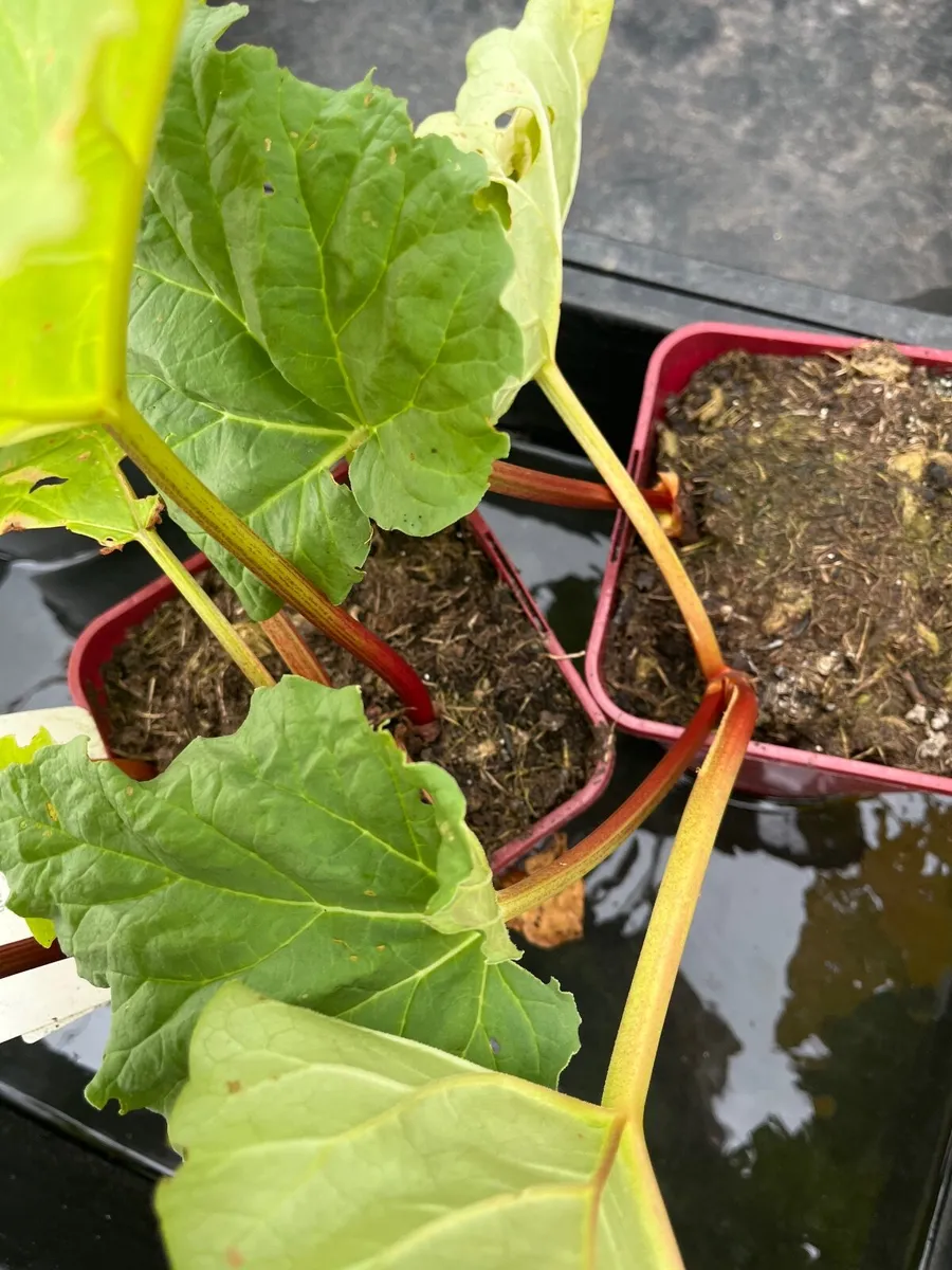 Rhubarb Timperley Early - Image 1