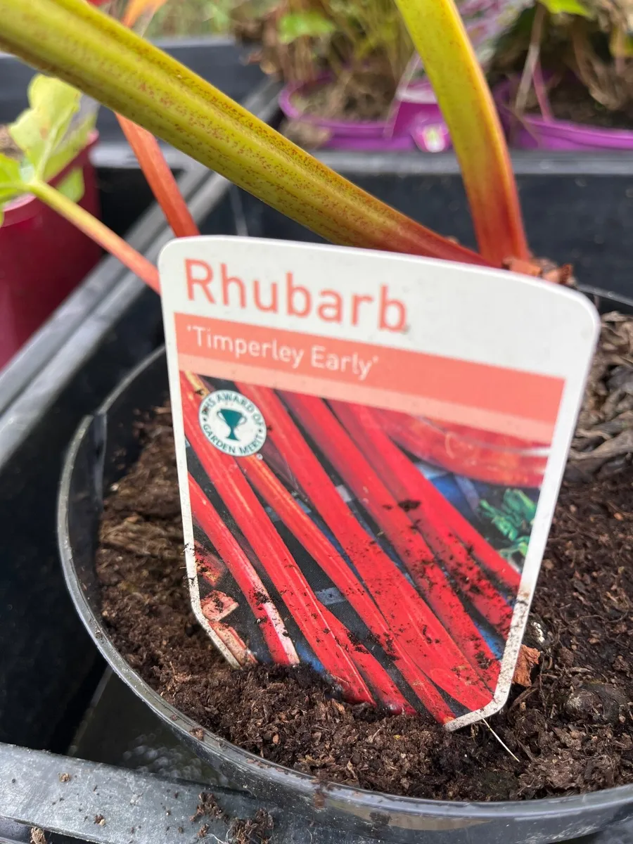 Rhubarb Timperley Early - Image 2