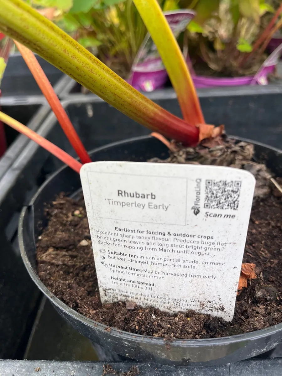 Rhubarb Timperley Early - Image 3