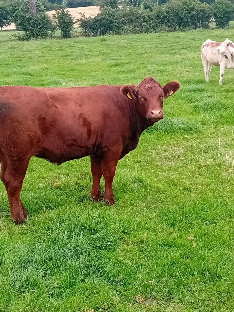 Maiden heifers - Image 2