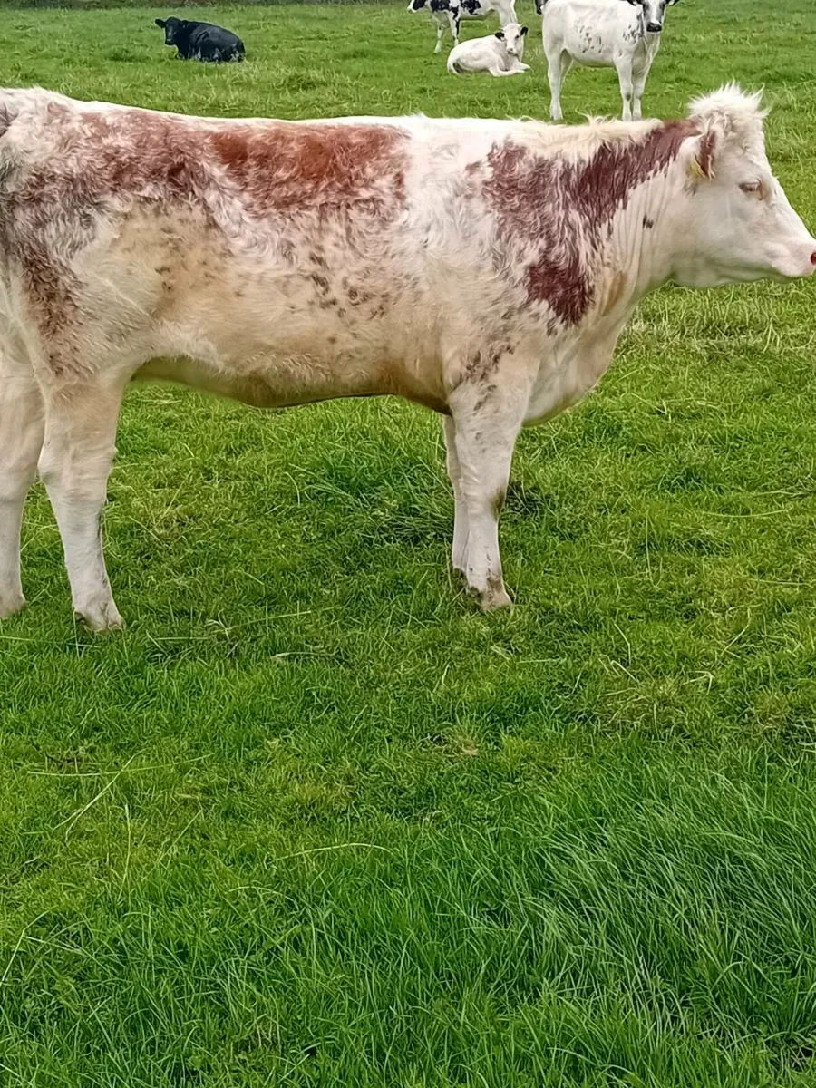 Maiden heifers - Image 3