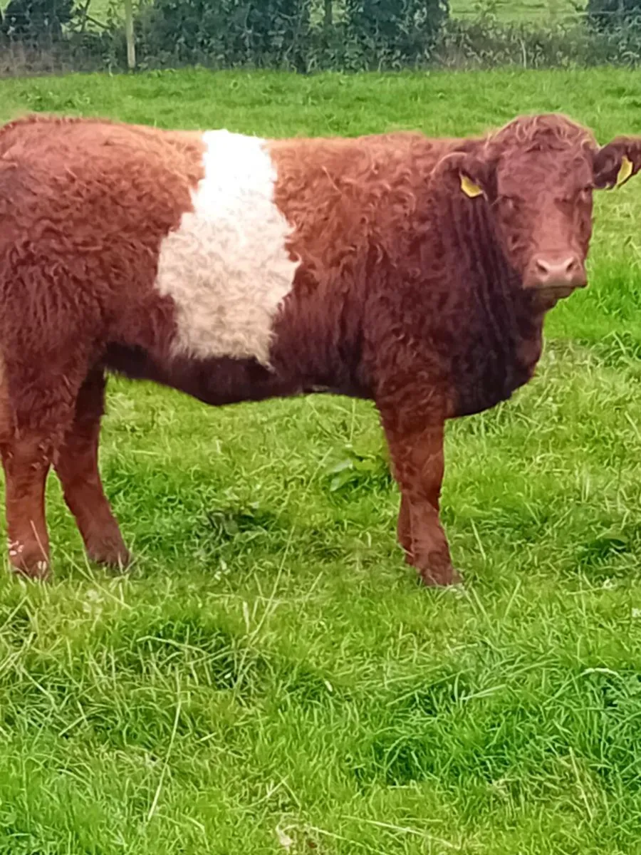 Maiden heifers - Image 4