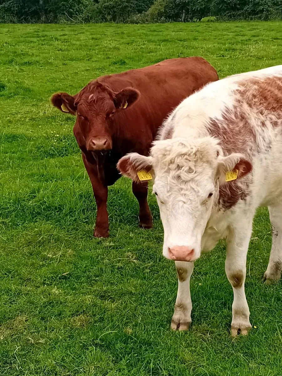 Maiden heifers - Image 4
