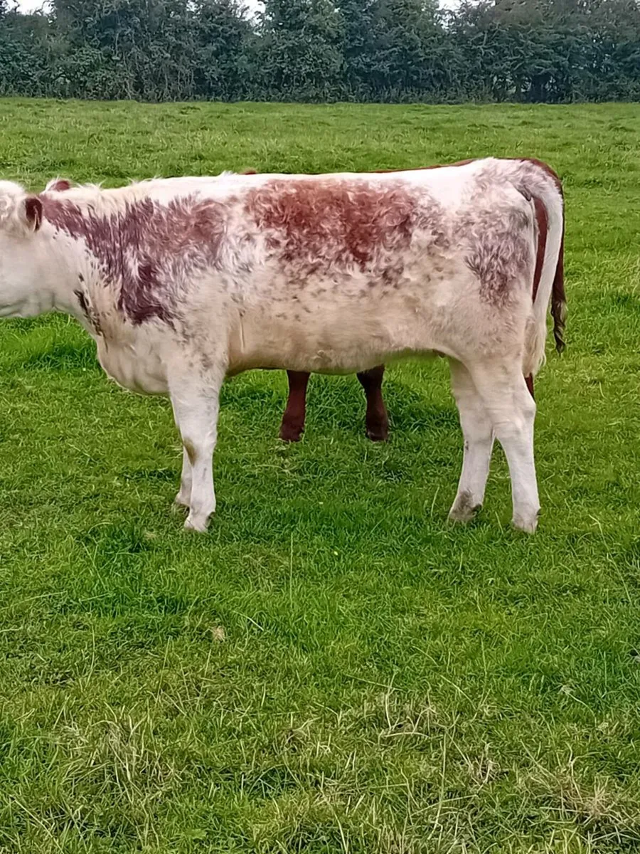 Maiden heifers - Image 1