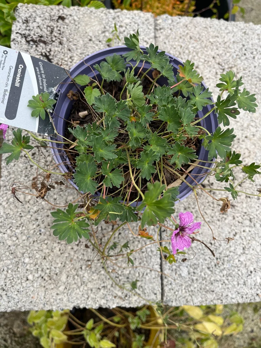 Geranium ‘Ballerina’ - Image 1