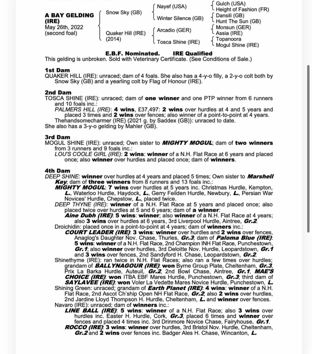 3YO Gelding by Snow Sky - Image 2