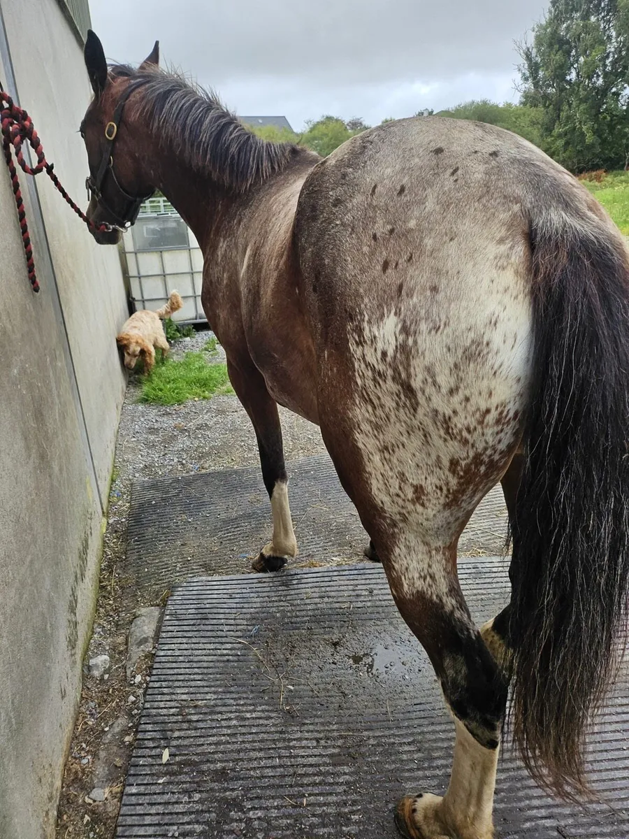 2 Year old Appaloosa pacing filly - Image 2