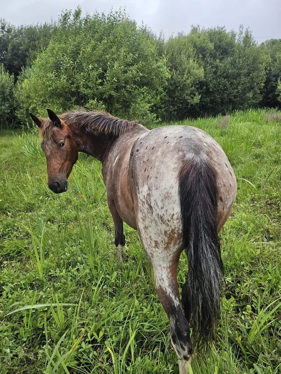 2 Year old Appaloosa pacing filly - Image 3