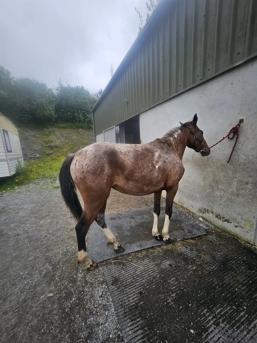2 Year old Appaloosa pacing filly - Image 4