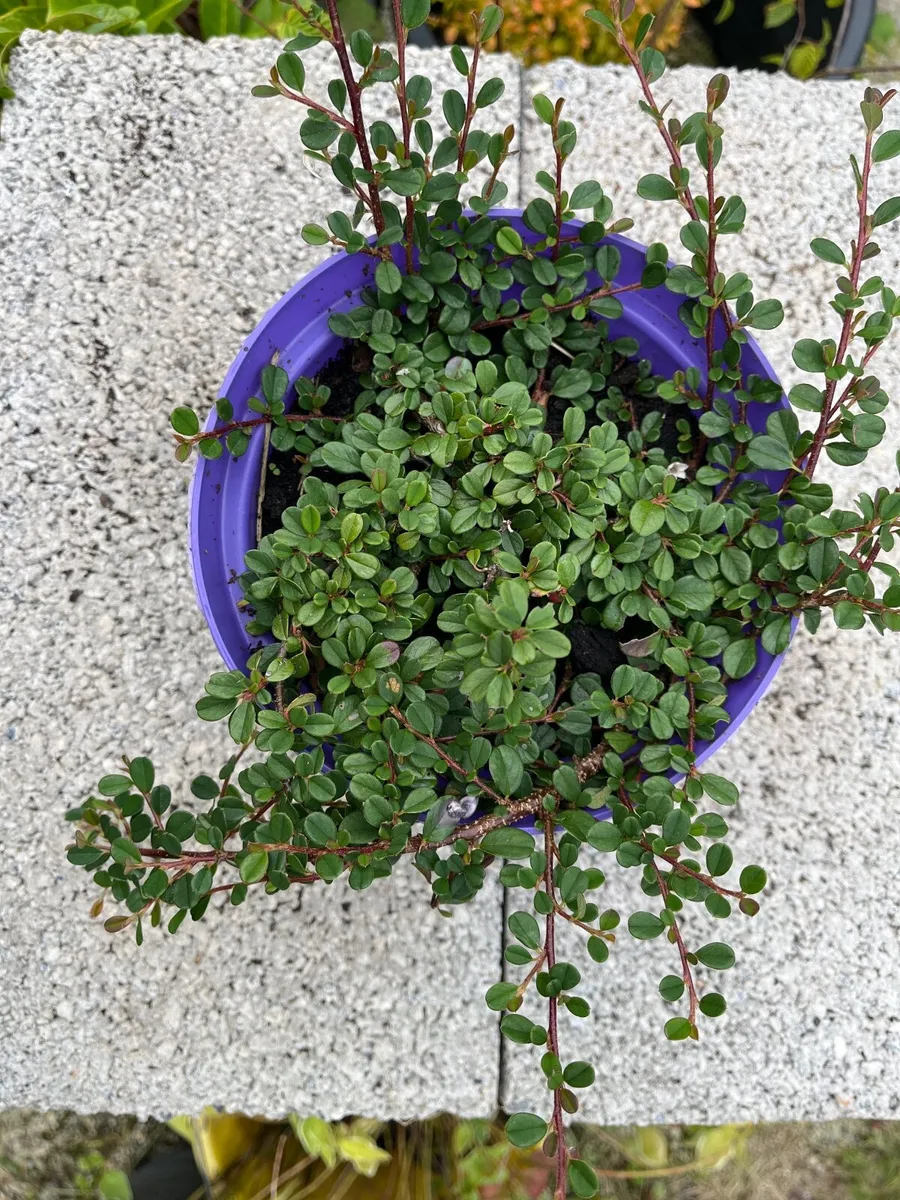 Cotoneaster 'Streib's Findling'