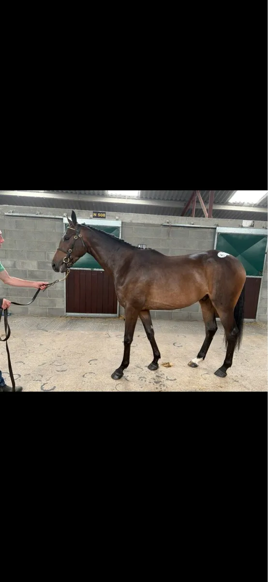 3YO Gelding by Snow Sky - Image 1