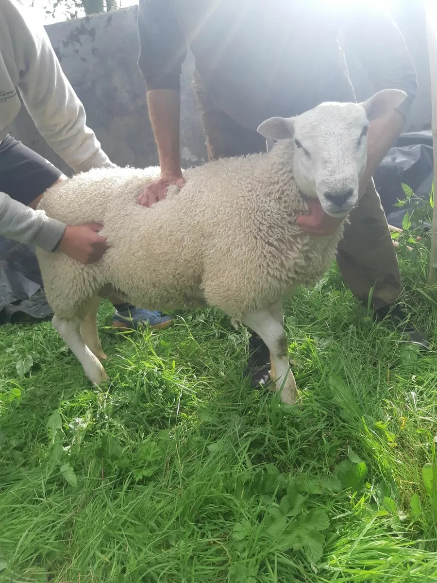 Belclare ram pedigree - Image 1