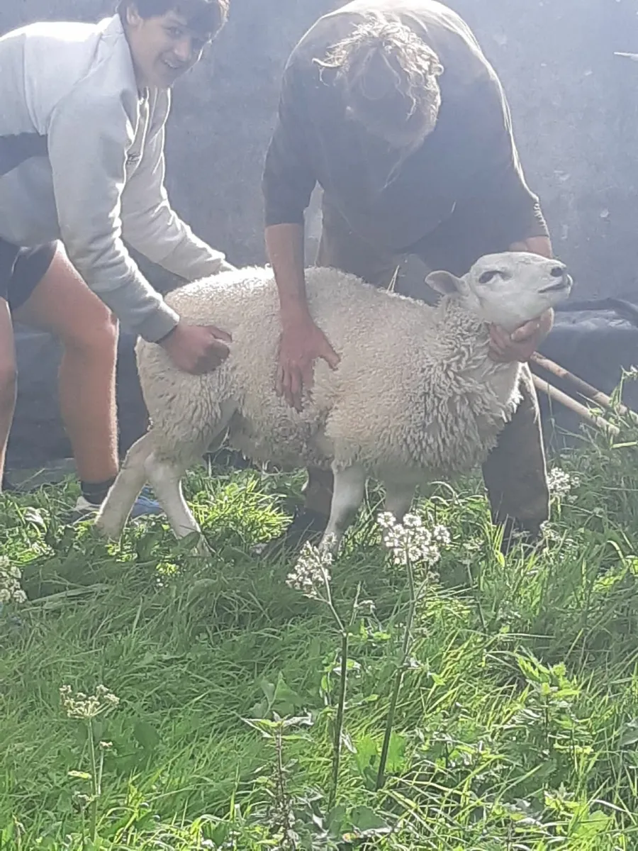 Belclare ram pedigree - Image 2