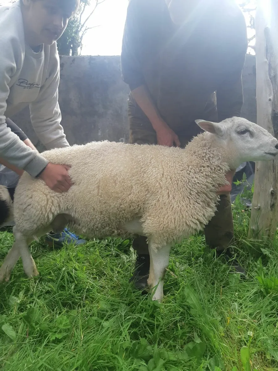 Belclare ram pedigree - Image 3