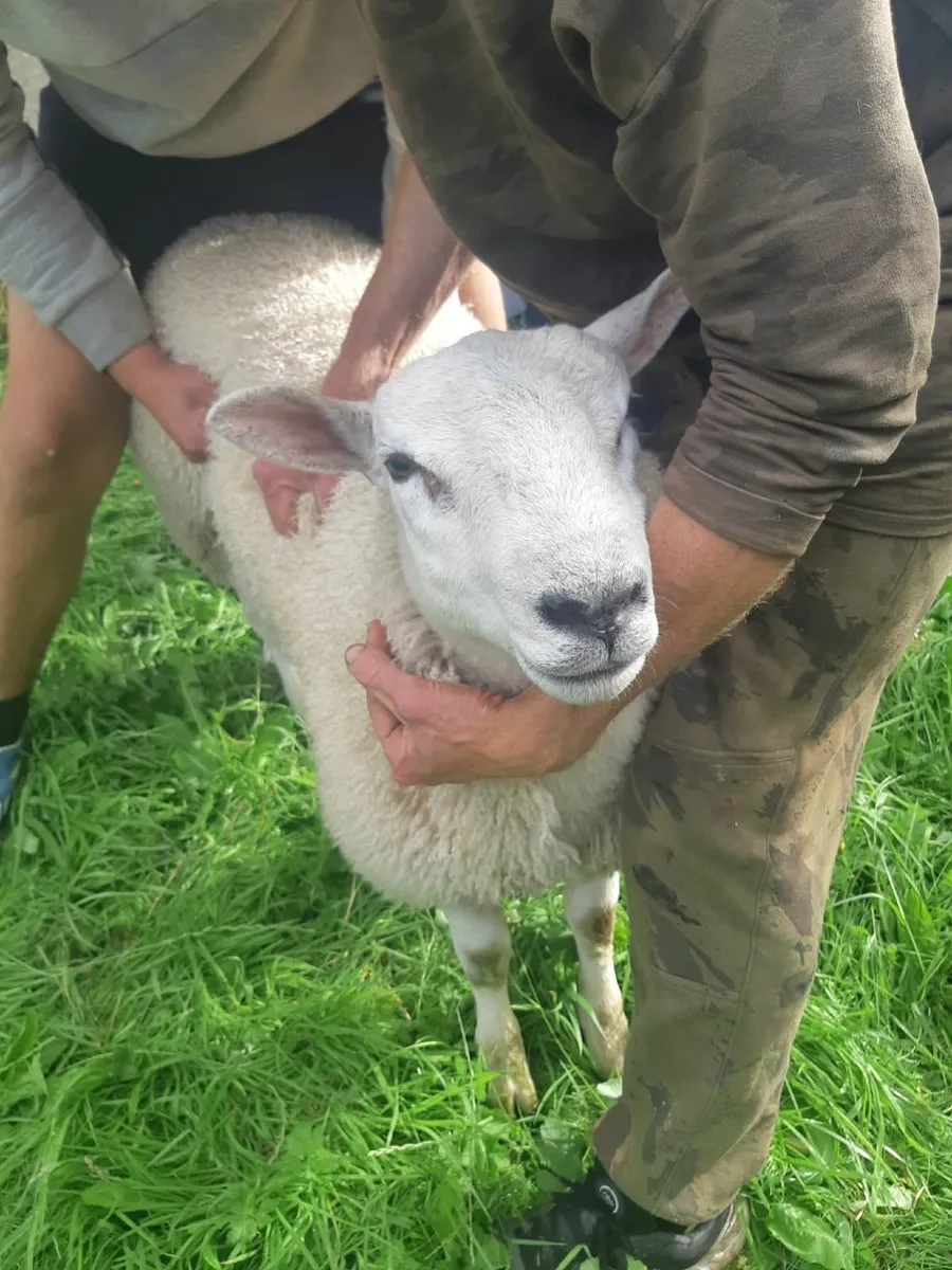 Belclare ram pedigree - Image 4