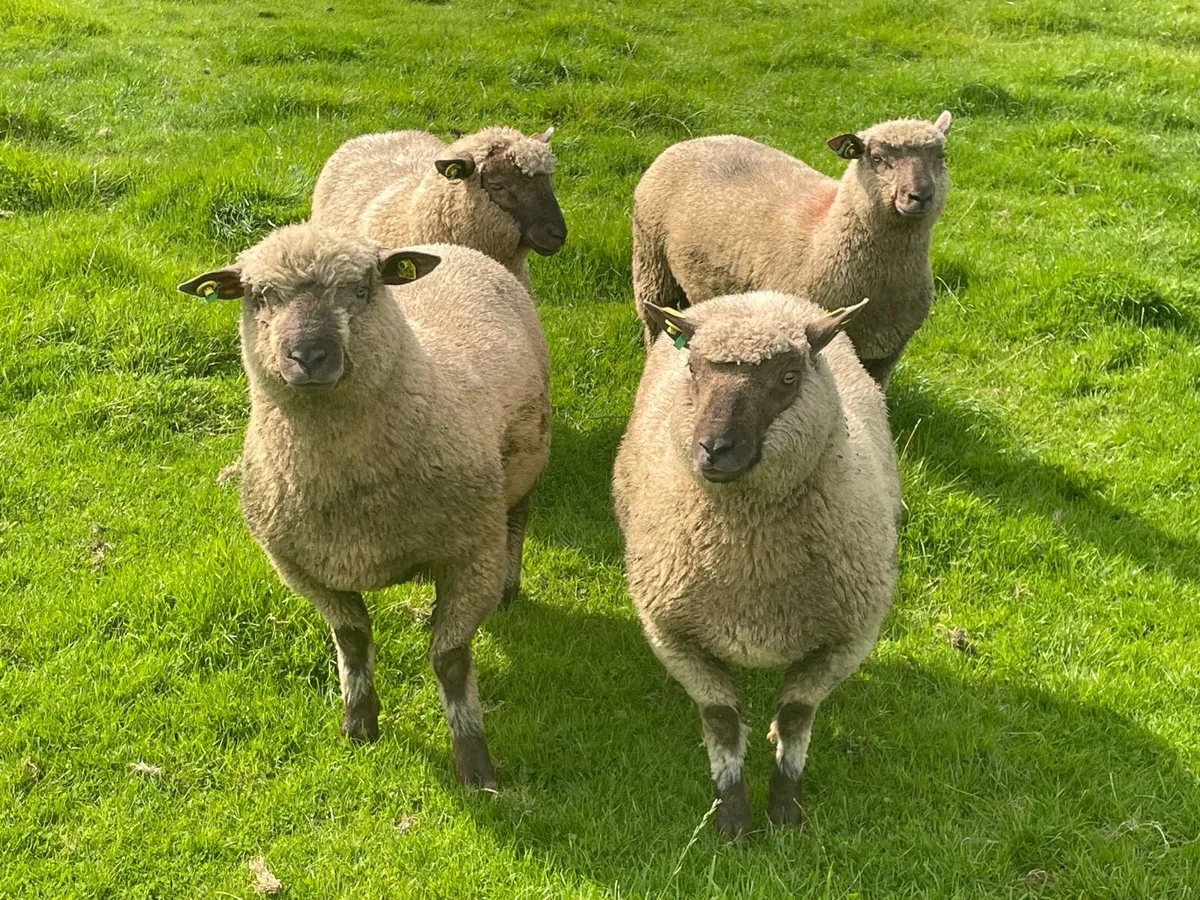 SIS Approved PBR Vendeen Ram Lambs - Image 1