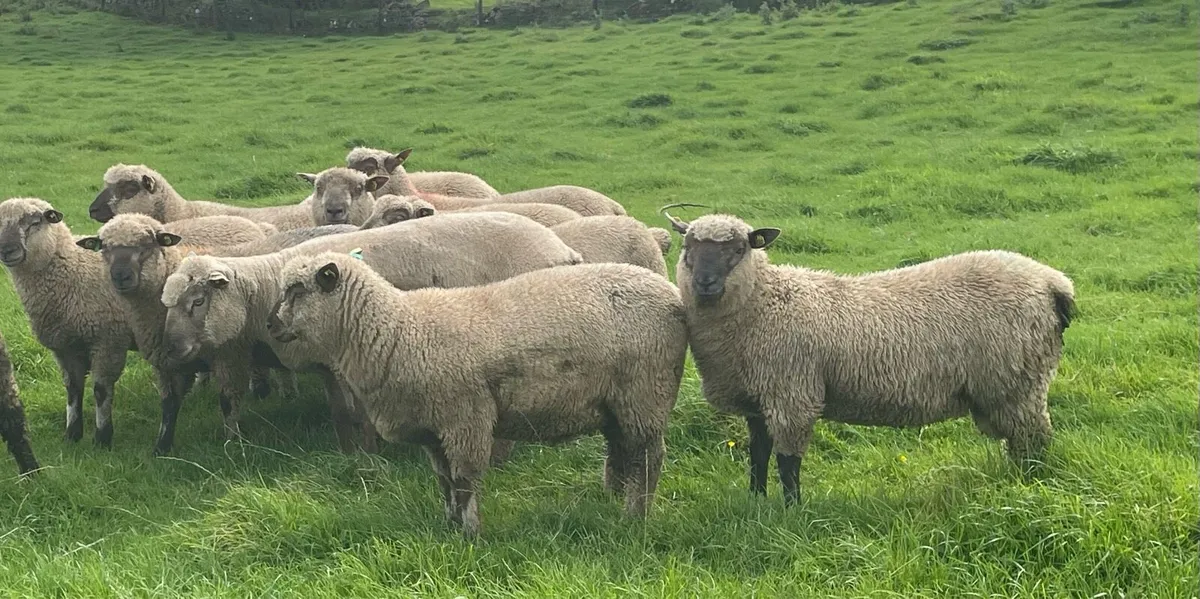 SIS Approved PBR Vendeen Ram Lambs - Image 2
