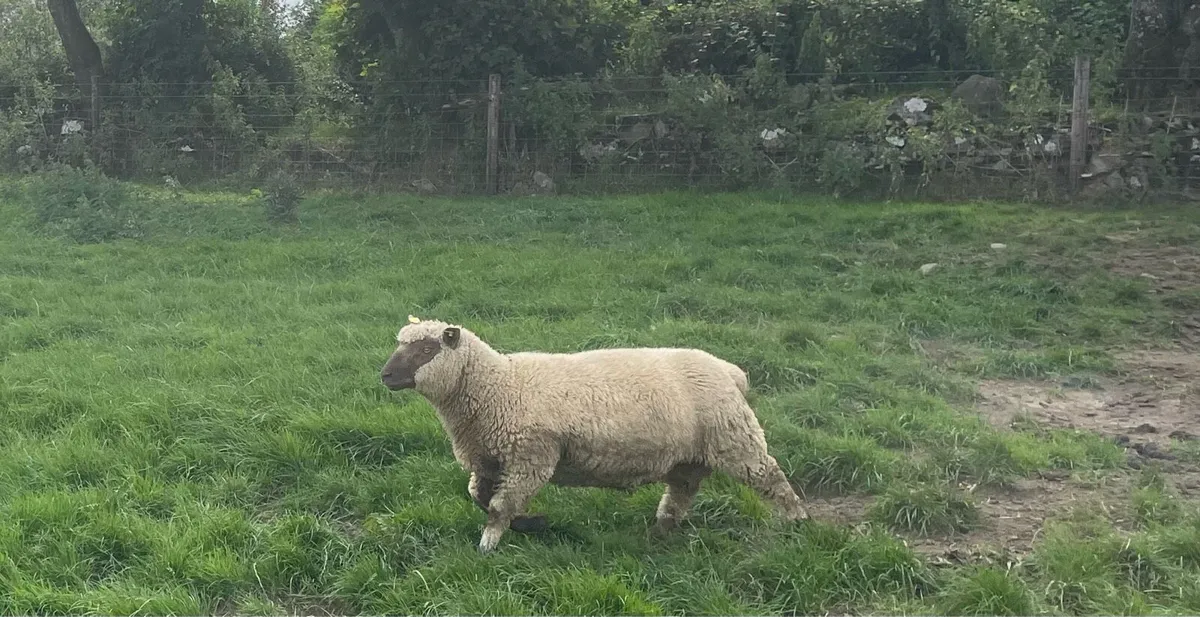 SIS Approved PBR Vendeen Ram Lambs - Image 3