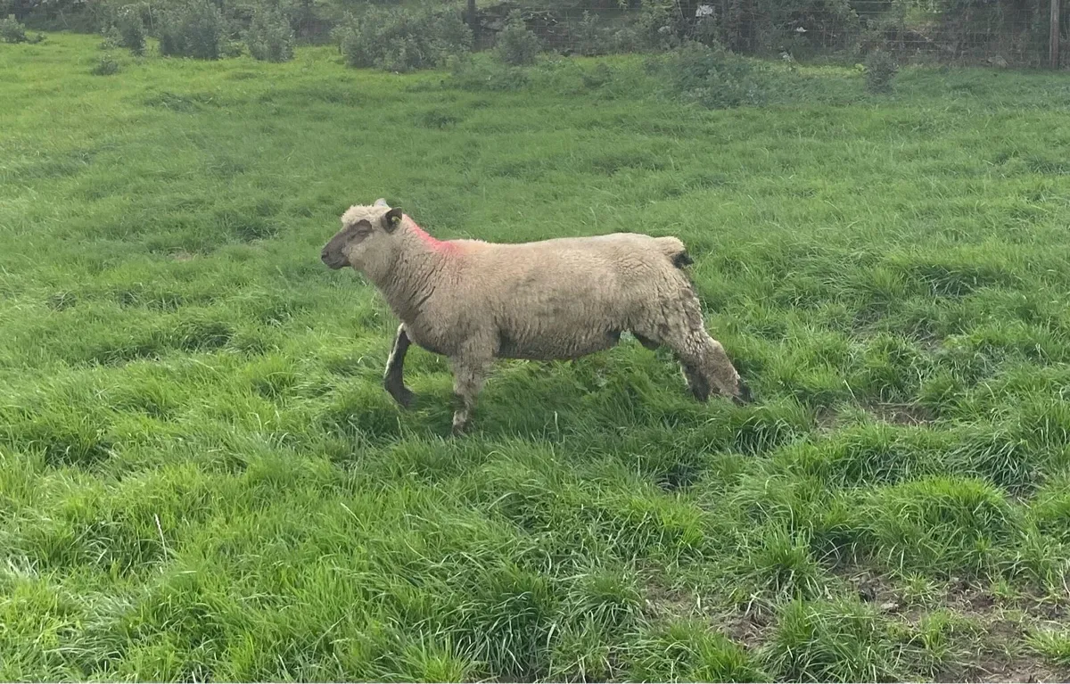 SIS Approved PBR Vendeen Ram Lambs - Image 4