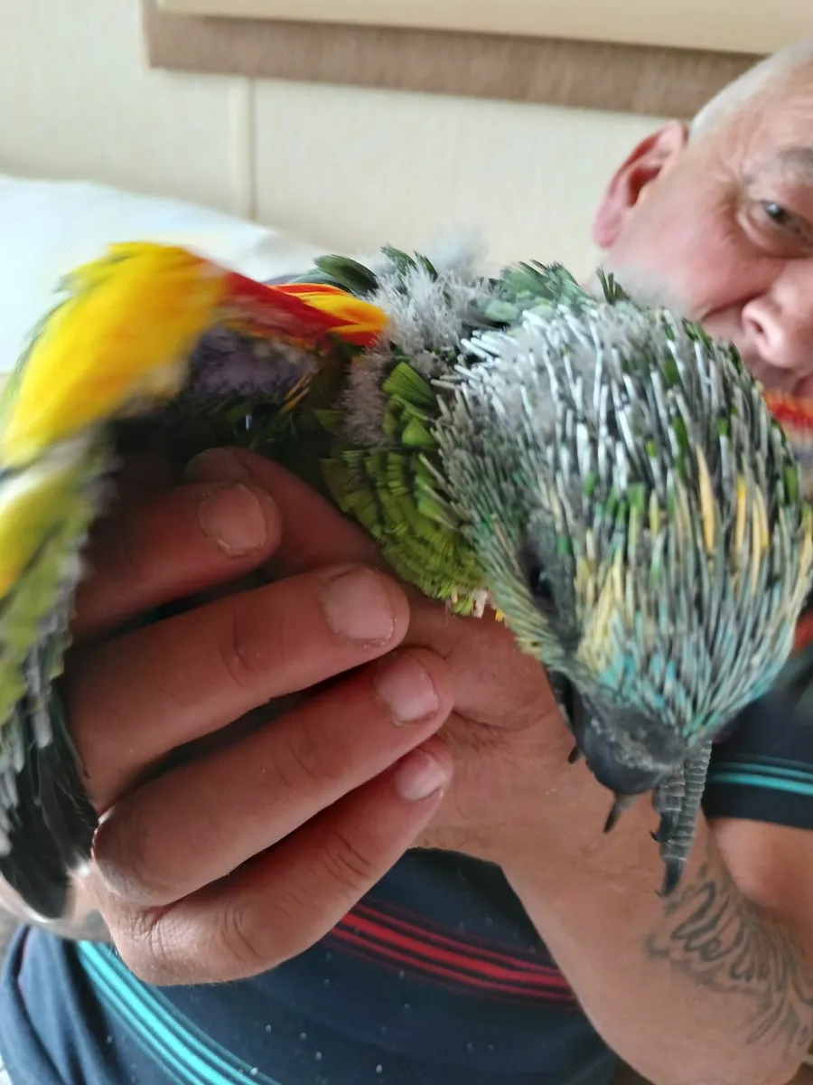 Amazon parrot - Image 1