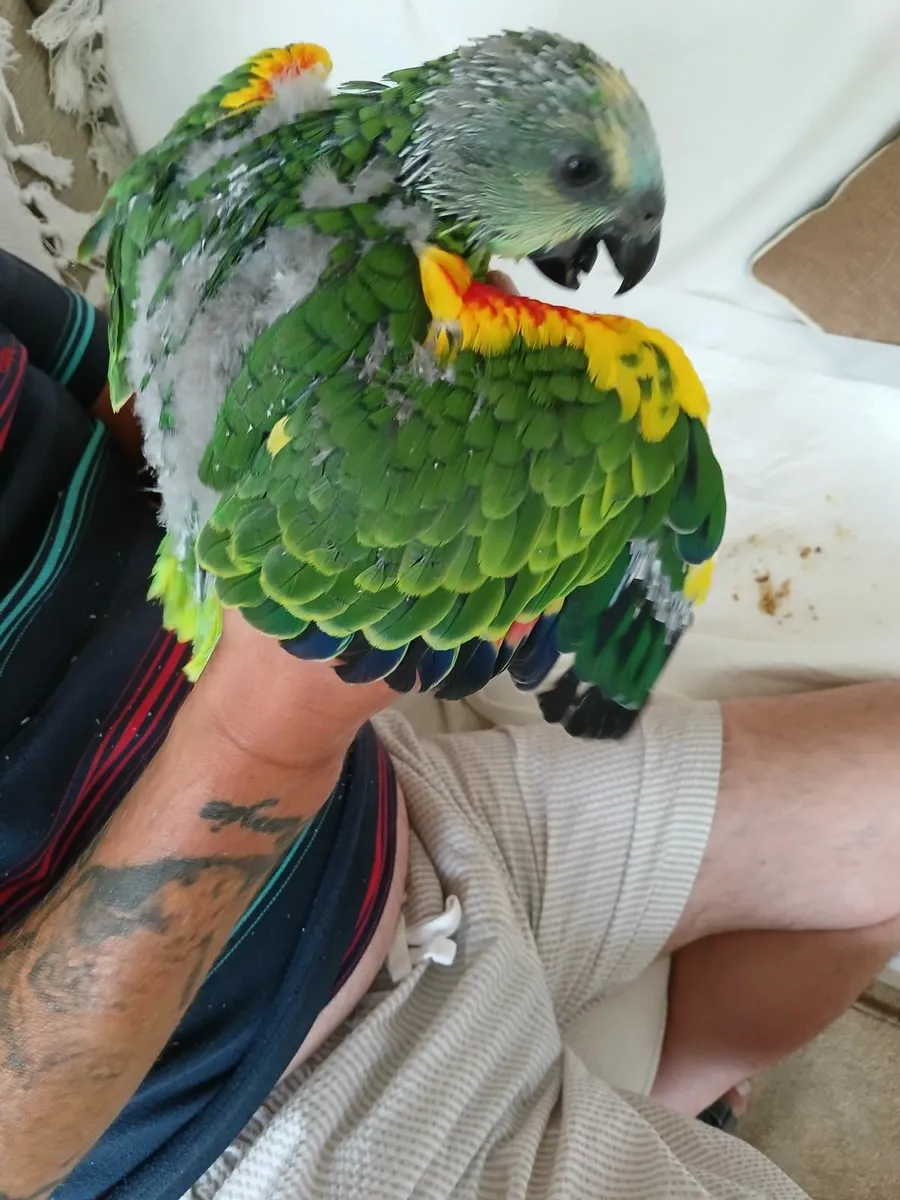 Amazon parrot - Image 2