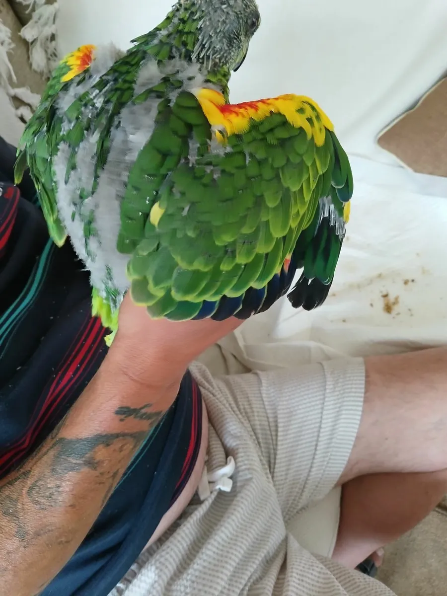 Amazon parrot - Image 3