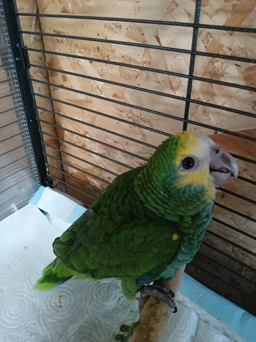 Amazon parrot - Image 4