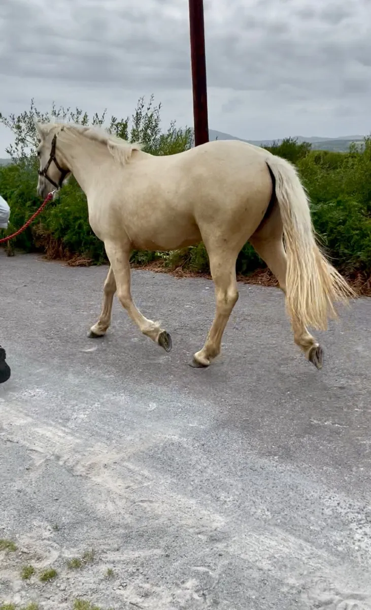 Horse - Image 2