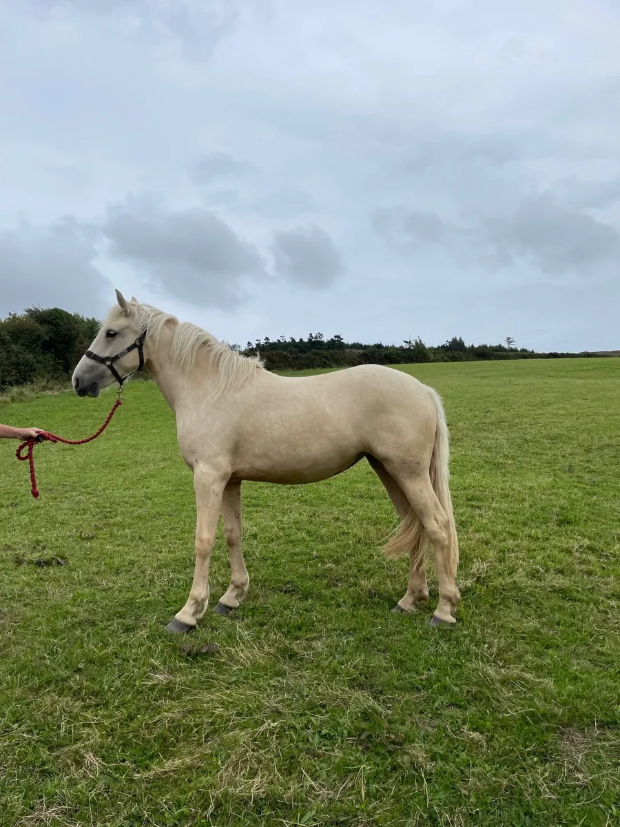 Horse - Image 3
