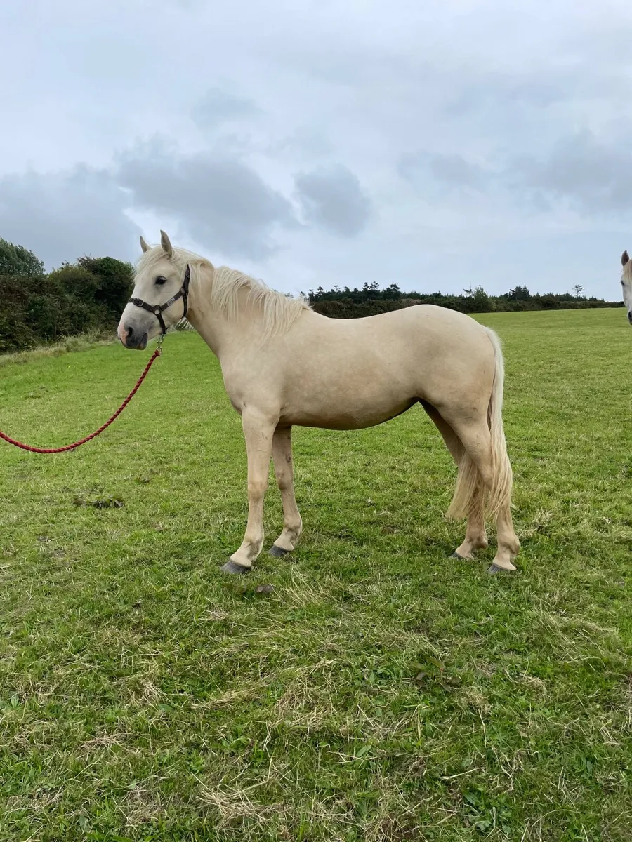 Horse - Image 1