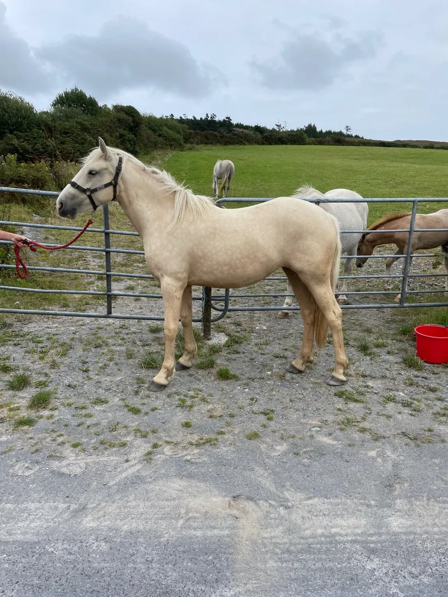 Horse - Image 4