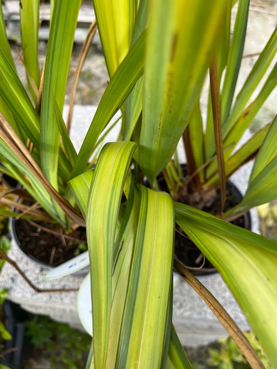 Phormium ‘Golden Sword’ - Image 1