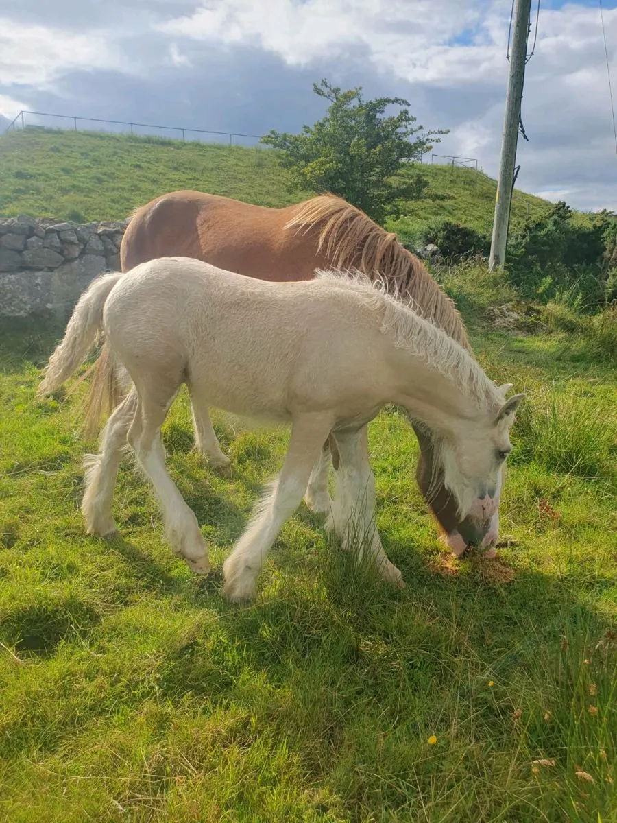 Palamino colt foal - Image 1