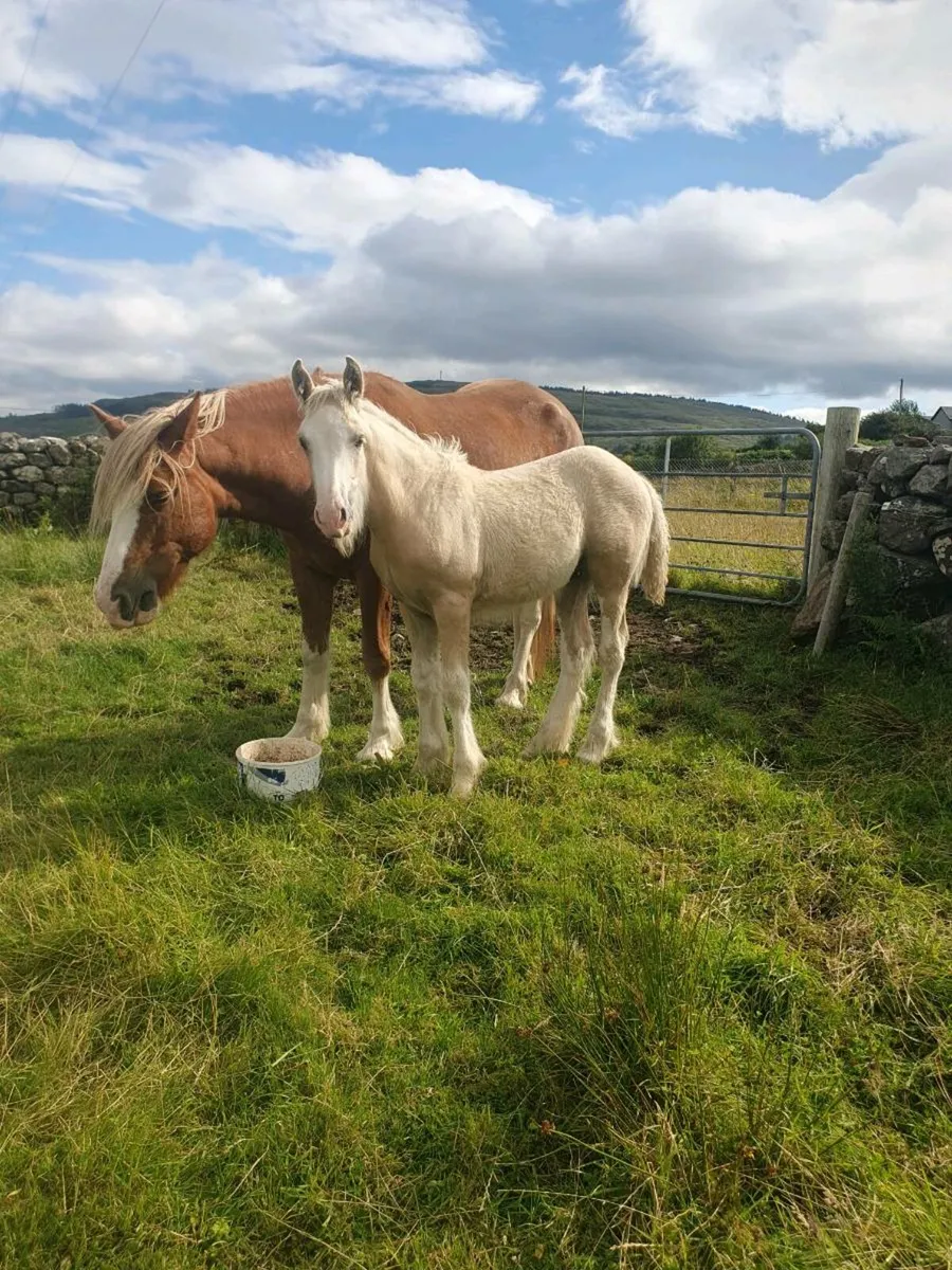 Palamino colt foal - Image 2