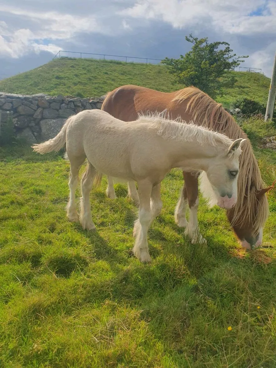 Palamino colt foal - Image 3