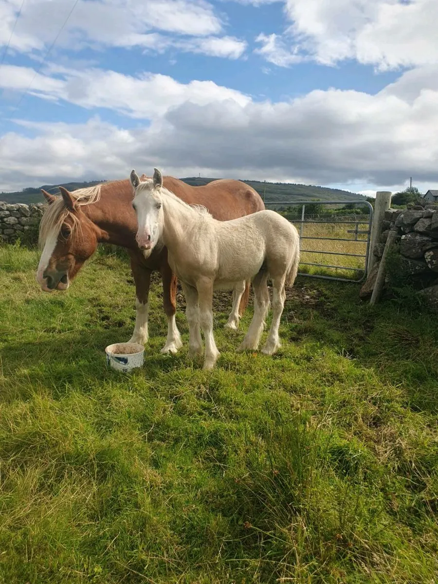 Palamino colt foal - Image 4