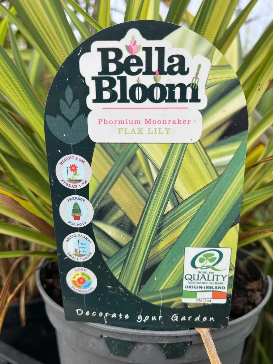 Phormium ‘Moonraker’ - Image 1