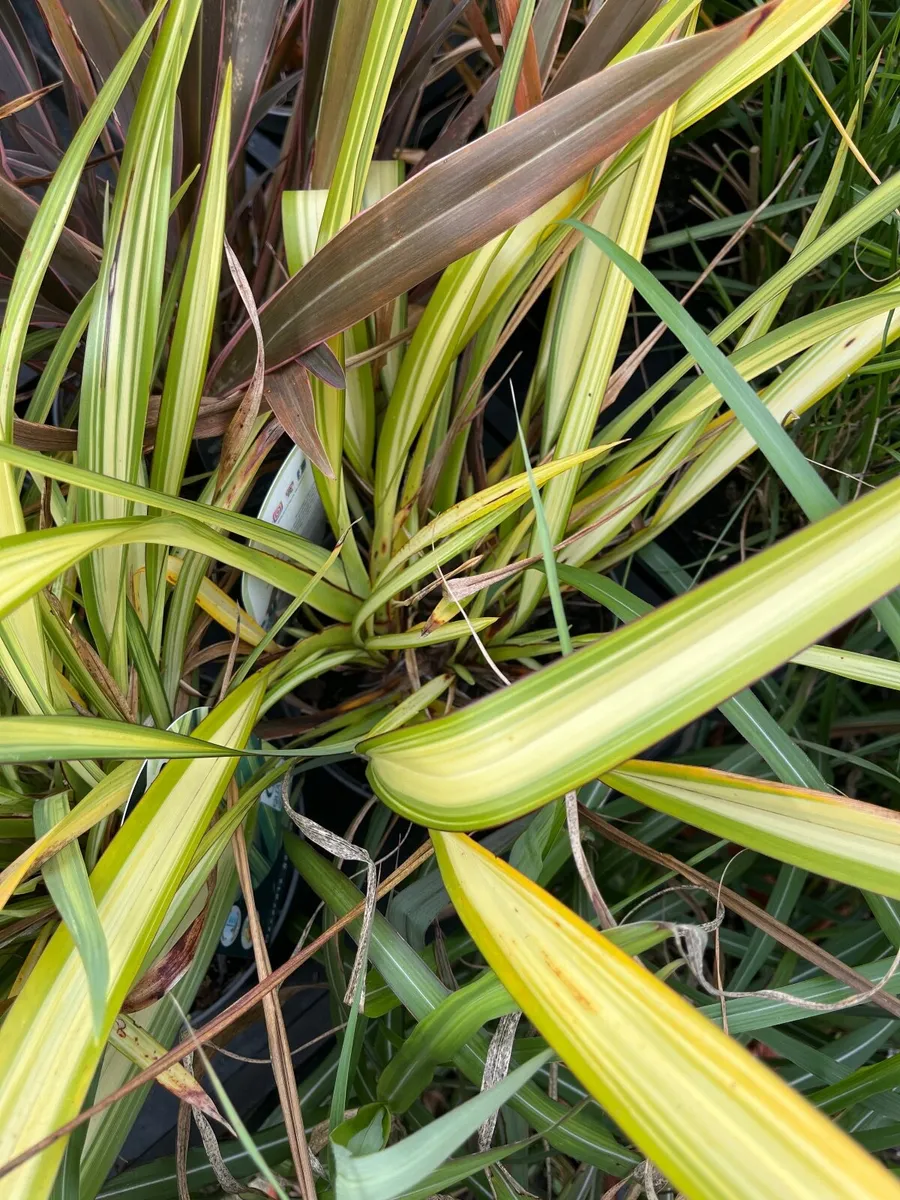 Phormium ‘Moonraker’ - Image 2
